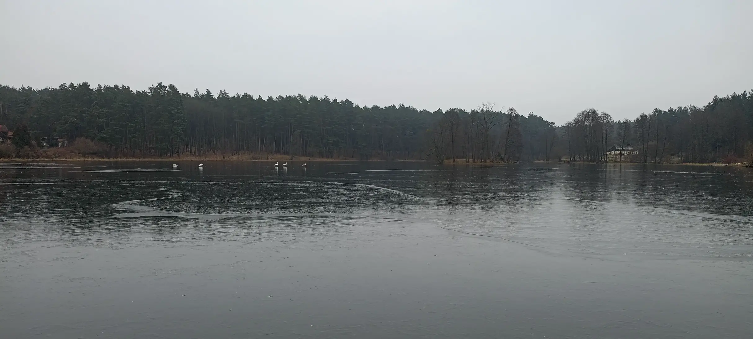 Łabędzie na lodzie Jeziora Wierzchownia - zimowe ptaki